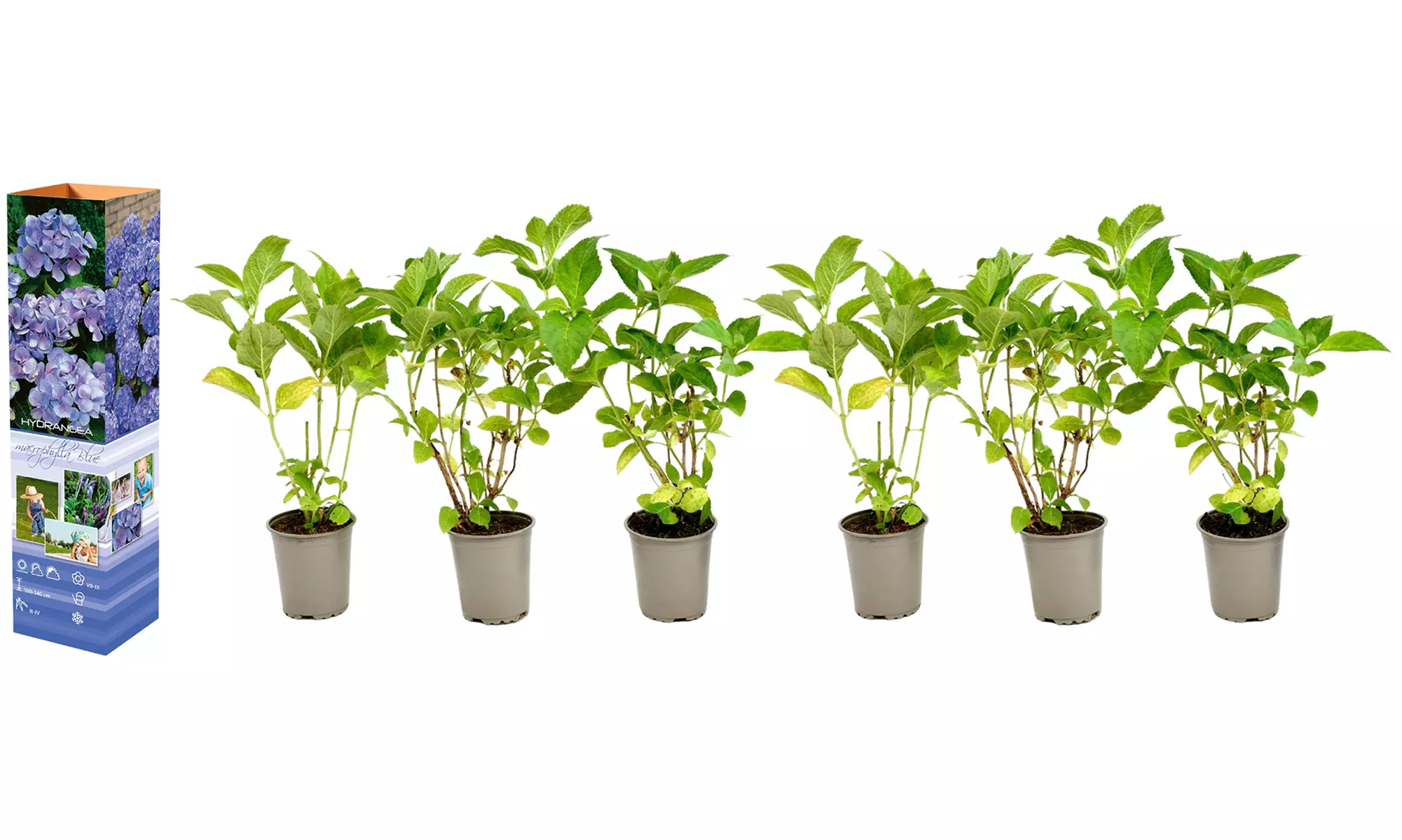 3er- oder 6er-Set Hortensien