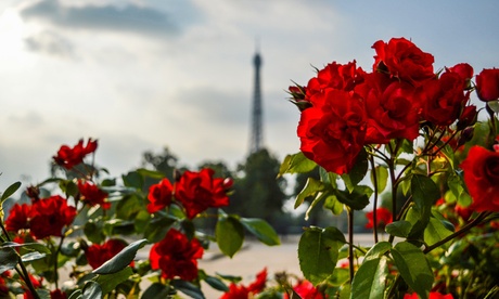 Set di 3, 4 o 6 rose picole o grandi o rampicanti