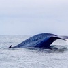 Image 5: Up to 34% Off Whale Watching Tours with Odyssea Adventures