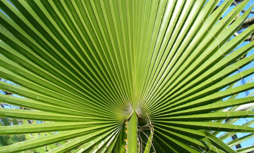 Image 5: 1x oder 2x Mexikanische Washingtonpalme