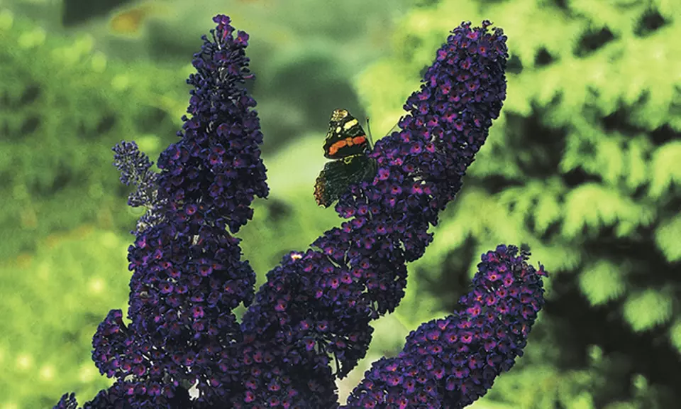Butterfly Bush Black Night 2-Inch Potted Plant (3-Pack) - Primary Image