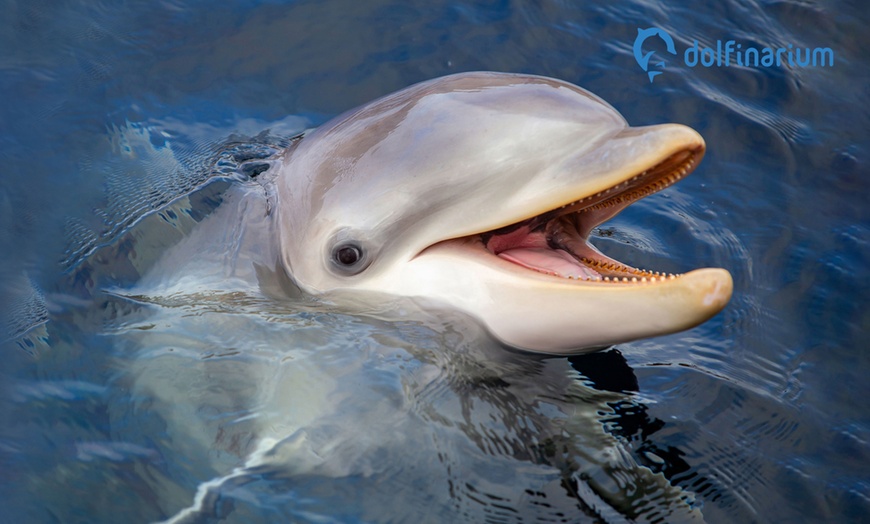 Image 1: Entreeticket Dolfinarium 