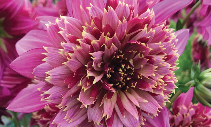 Image 1: Dahlia Mambo Tubers