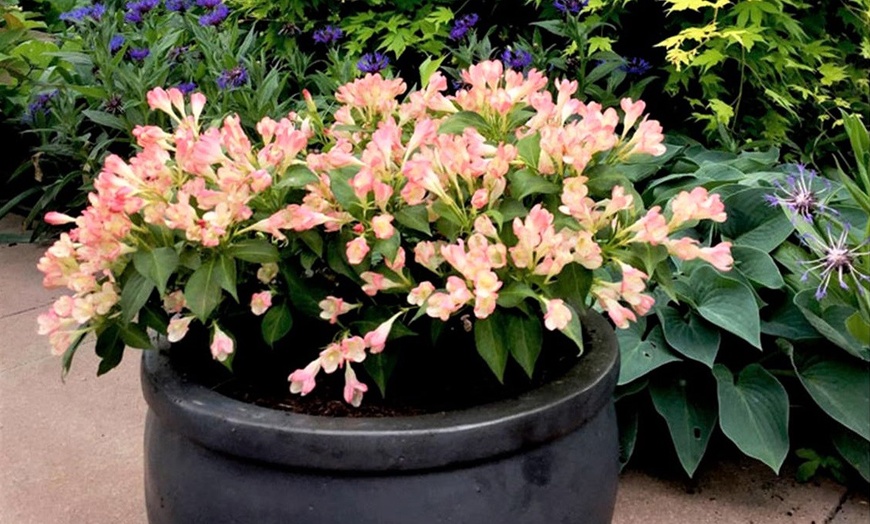 Image 1: 2 Weigela All Summer Peach Plants