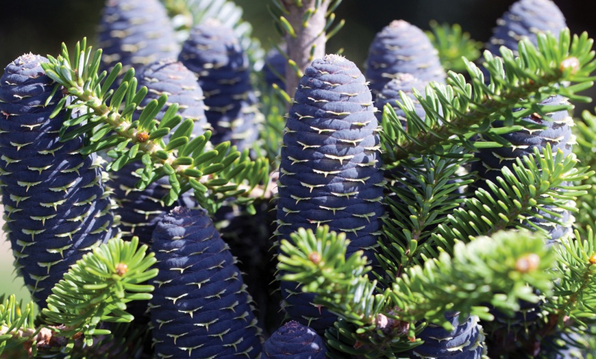 Image 2: Hardy Korean Fir Tree