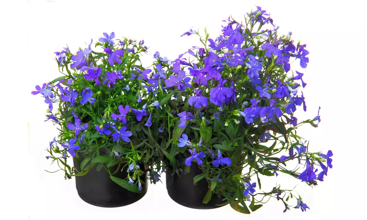 Set of Six Garden-Ready Trailing Lobelia Plants - Image 5