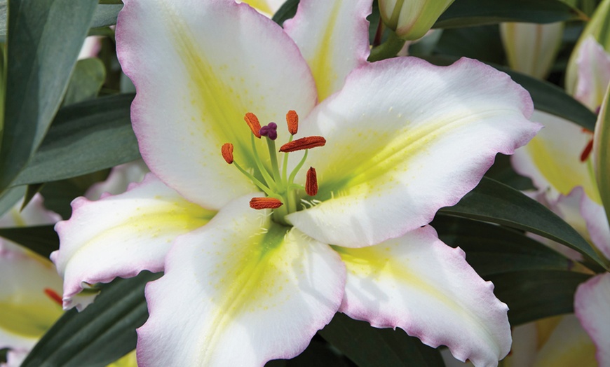 Image 5: Lily 'Giant Flowered Collection'