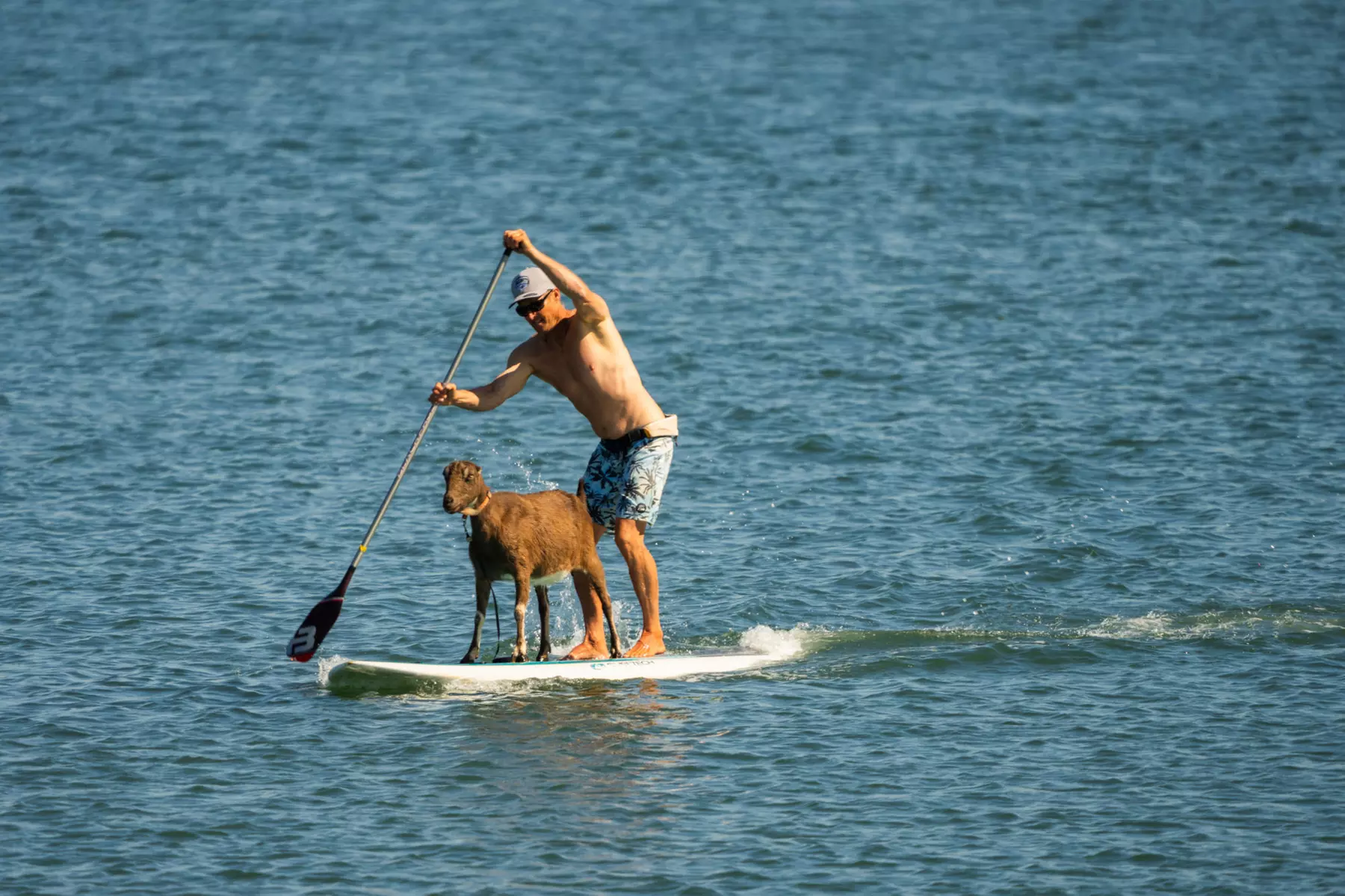 Standup Paddleboard or Double Kayak Rental at Redwood Water Sports