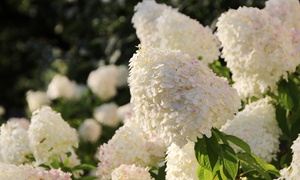 Hydrangea Paniculata Selection -1, 3 or 5 Plants