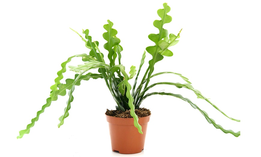 Image 2: Fishbone Cactus Houseplant – up to 3 Potted Plants