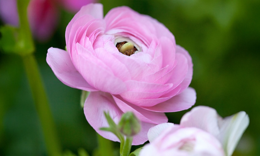 Image 2: 40x Ranunkel Pastel Blumenzwiebel-Mix