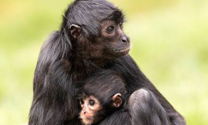 Image 8: Unlock Wildlife Wonders: Safari Zoo Cumbria Pass
