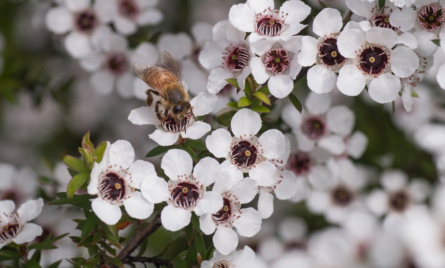 Image 1: Leptospermum Leonard Wilson -1, 3 or 5 Potted Plants