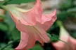 Angel Trumpet 'Brugmansia' – White, Yellow, Pink Potted Plants - Image 3