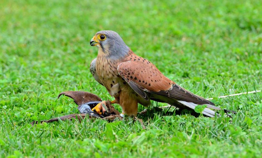 Image 10: Visita più dimostrazione di falconeria