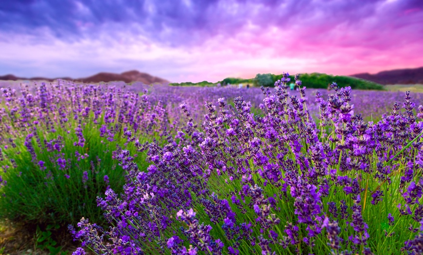 Image 1: English Lavender Hidcote - 1, 3 or 5 Potted Plants