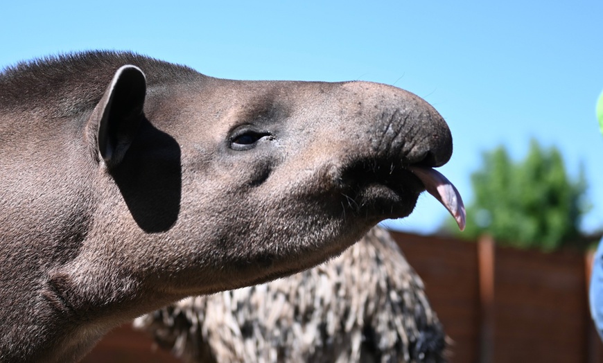 Image 9: ZOO Borysew: ulgowy lub normalny bilet wstępu