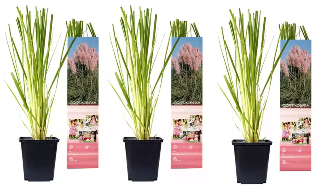 Set de 3 plantas de exterior Pampa