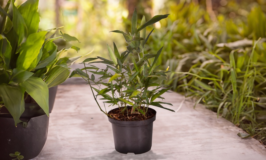Image 1: Phyllostachys Nigra Black Bamboo in 3L Pot