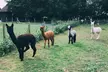 Unleash the Joy of the Alpaca Experience in Stunning Kent Countryside!(Up to 45% Off) - Second Medium