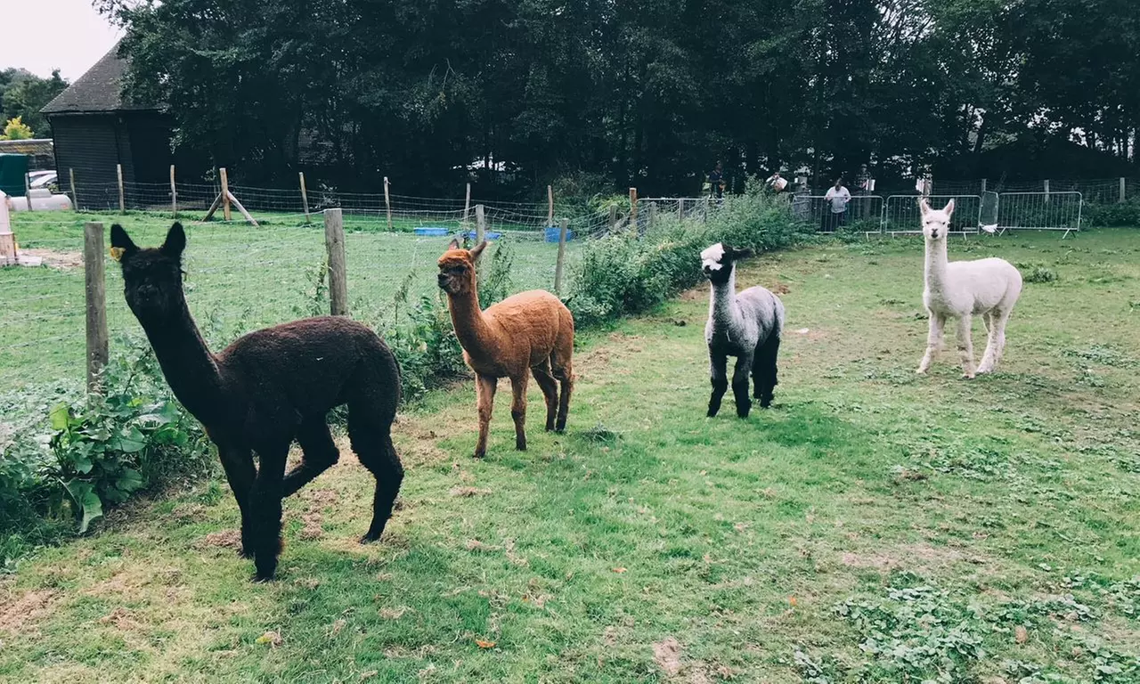 Charm in Every Step with Cute Alpacas: Walking Tour for Up to 4 People