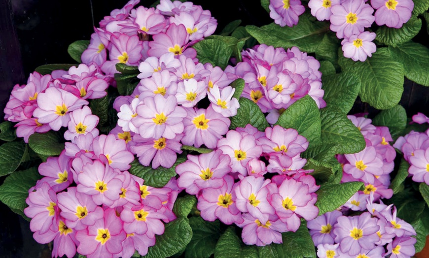 Image 2: 24 or 48 Primrose Alaska Appleblossom Plants