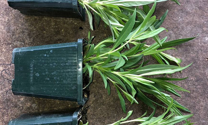 Image 4: Penstemon Plants