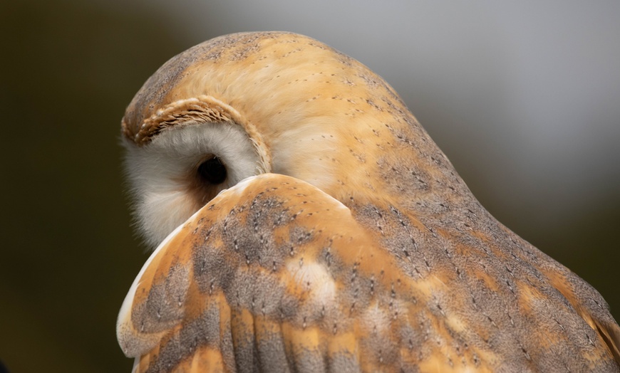 Image 12: Two-Hour Owl Experience