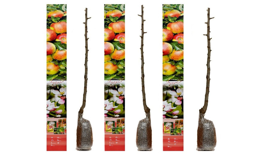 Image 4: 3x, 5x oder 10x OH2 Obstbaum-Mix