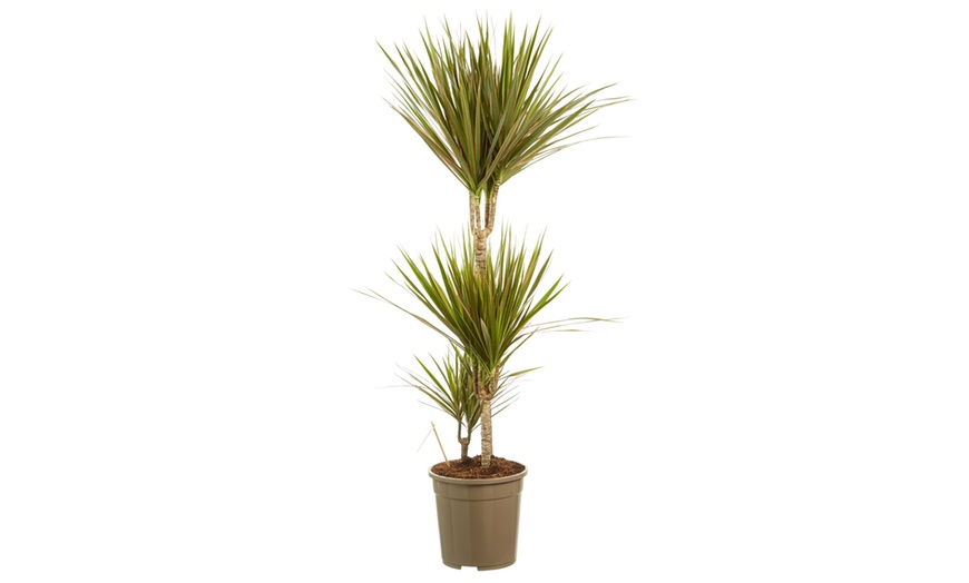 Image 6: Dracaena bicolor 80 & 125cm