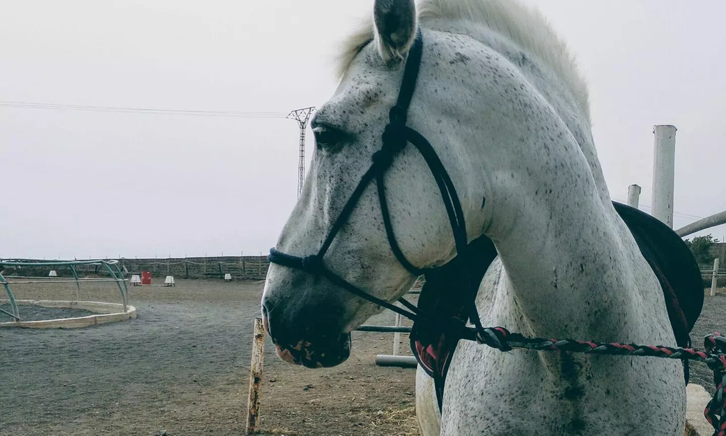 Clases de equitación