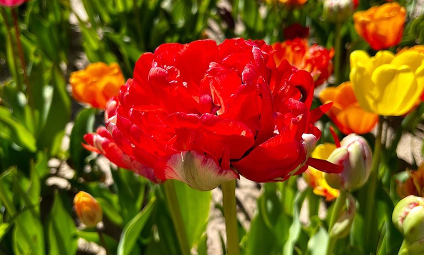 Image 4: Tulip Double Flowering Mixed Bouquet - 18 or 36 Bulbs