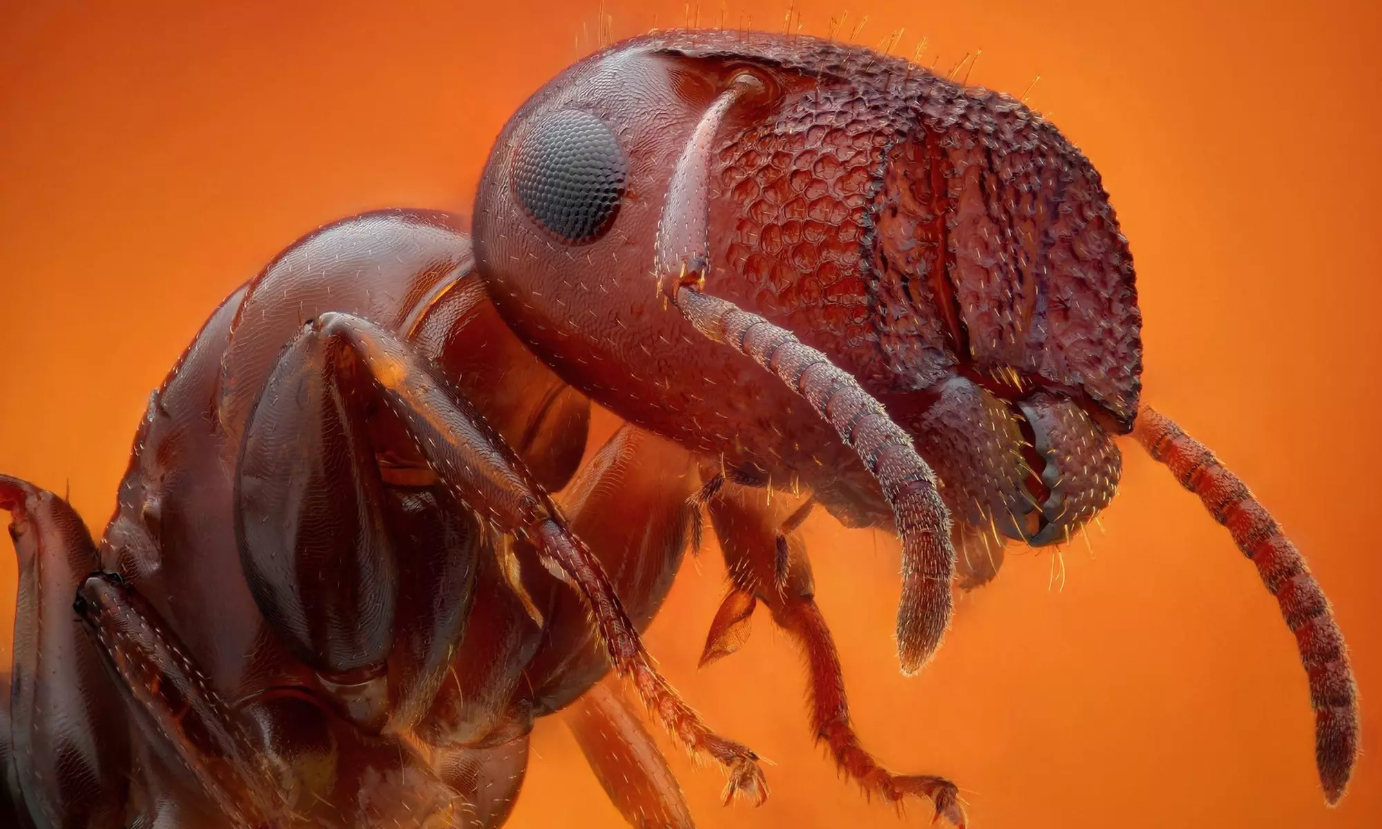 Up to 50% Off on Pest Control Service - General at Arrest A Pest - Primary Image