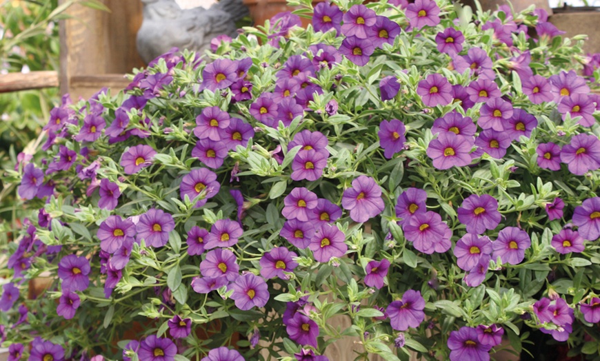 Image 8: Calibrachoa Million Bells Plant