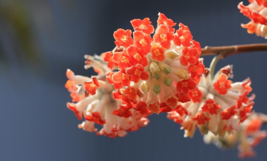 Image 2: Edgeworthia Red Dragon Plant