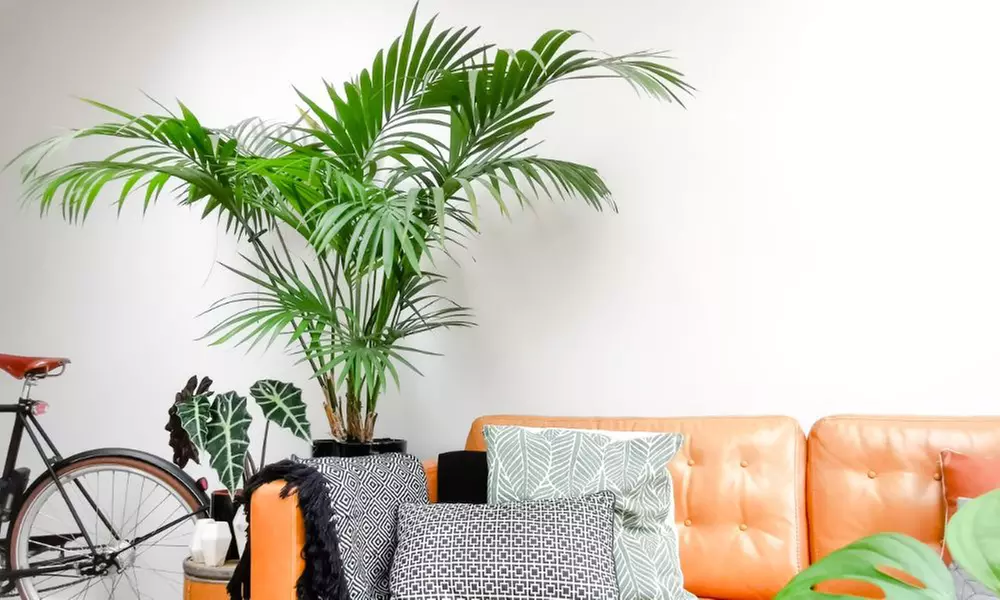 Mixed Easy Care Houseplants