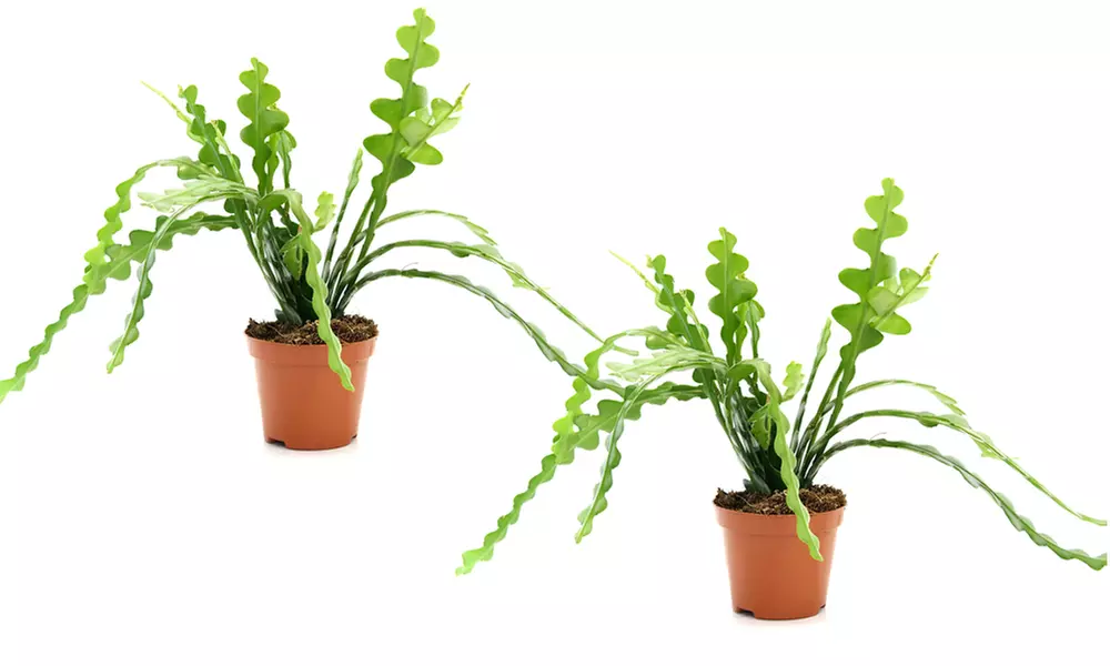 Mixed Easy Care Houseplants