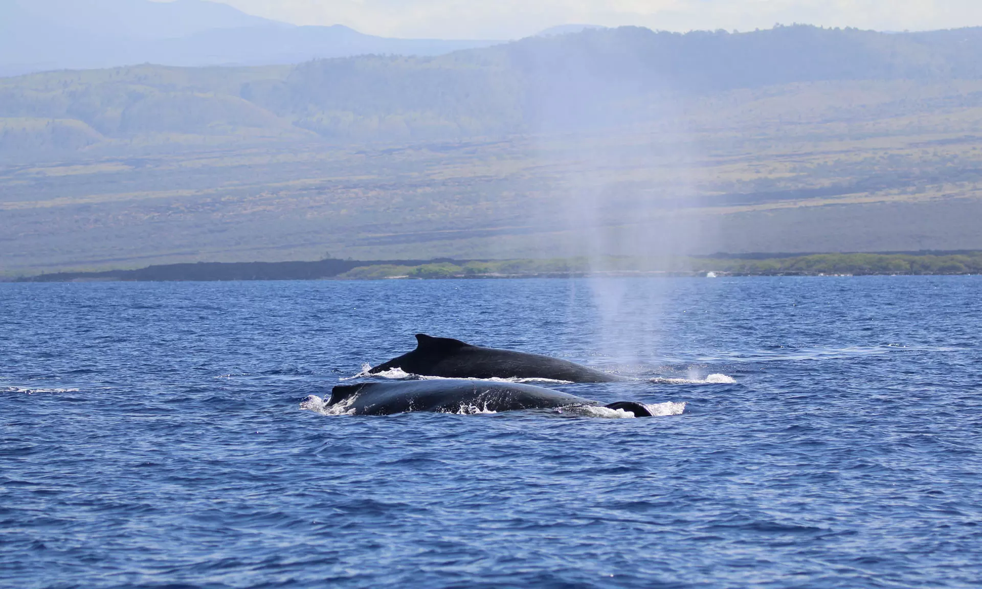 Guaranteed Humpback Whale Watching Tour in Hawaii's Kona Coast