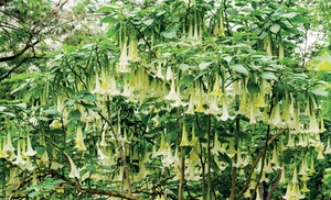 Angel Trumpet 'Brugmansia' Potted Plants 