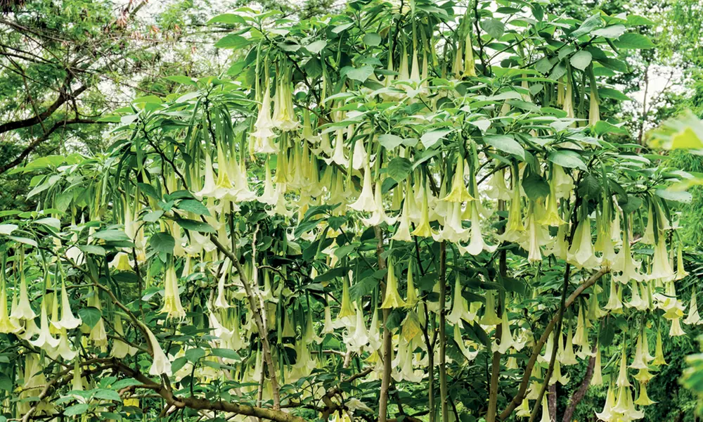 Angel Trumpet 'Brugmansia' – White, Yellow, Pink Potted Plants - Primary Image