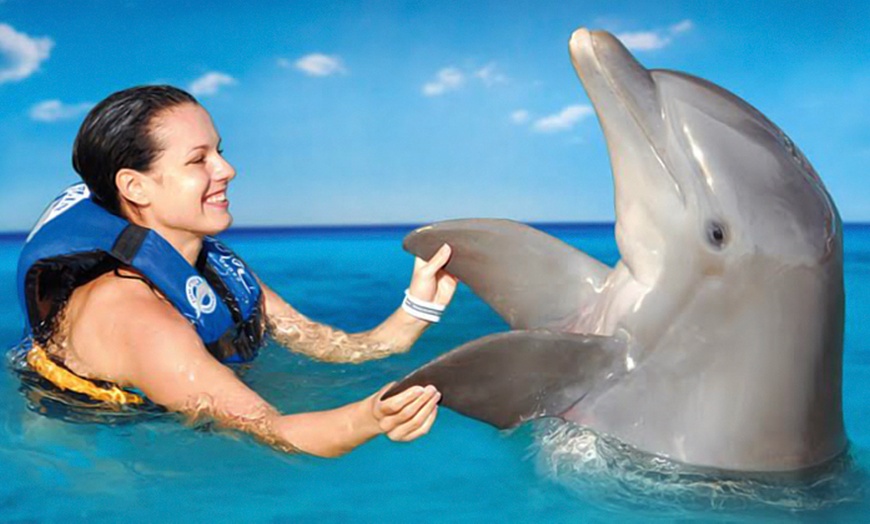 Swim With Dolphins - Dolphin Discovery 