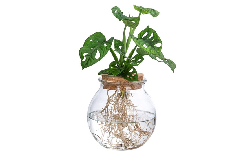 Image 7: Plante hydroponique avec vase en verre