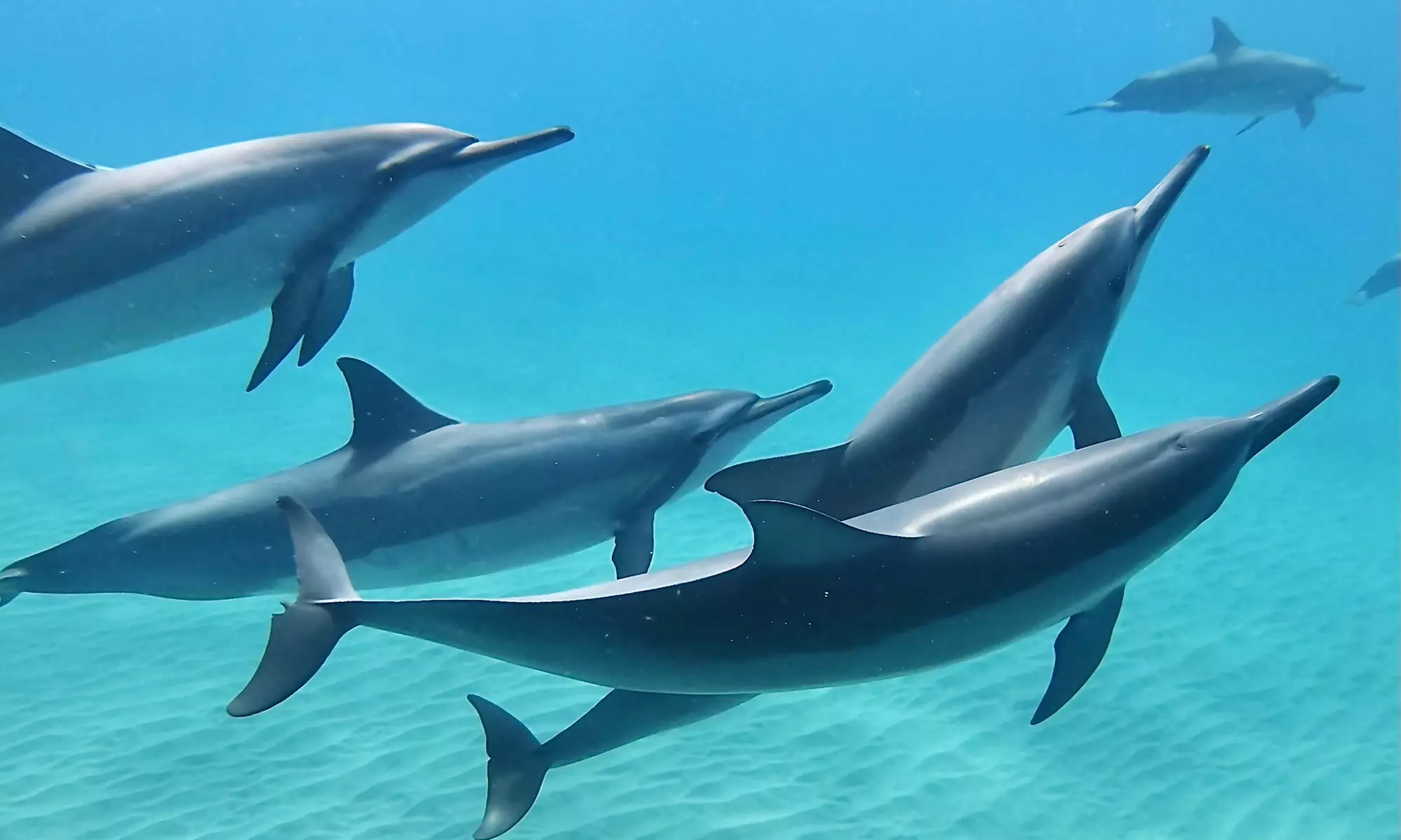 AʻO HAWAIʻI - Swim with Dolphin for Adult or Child at Indigo Ocean Hawaii (Up to 5% Off - Primary Image