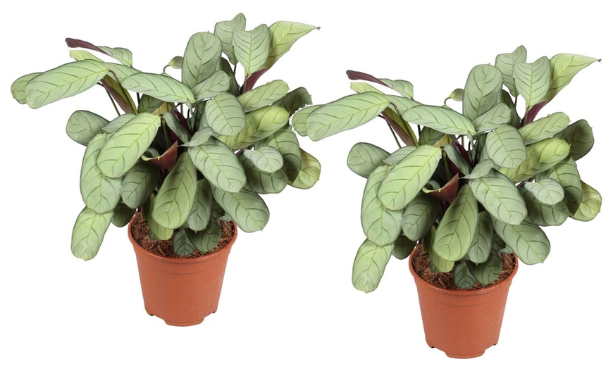 Image 10: Set de 2 plantas Ctenanthe