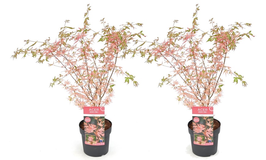 Image 7: 1 o 2 plantas de arce japonés con hojas color rosa salmón