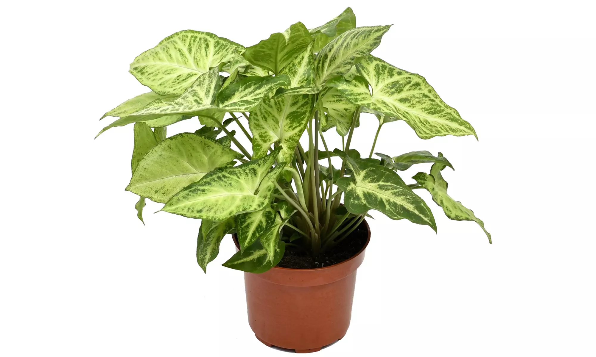 5er-Set Zimmerpflanzen