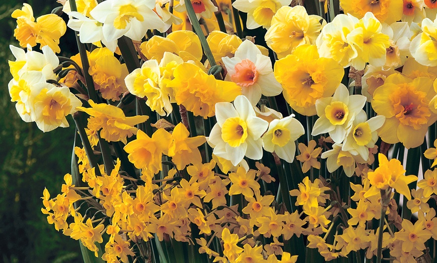 Image 3: 10, 20 or 40 Daffodil Sweet Aroma Mixed Hardy Bulbs