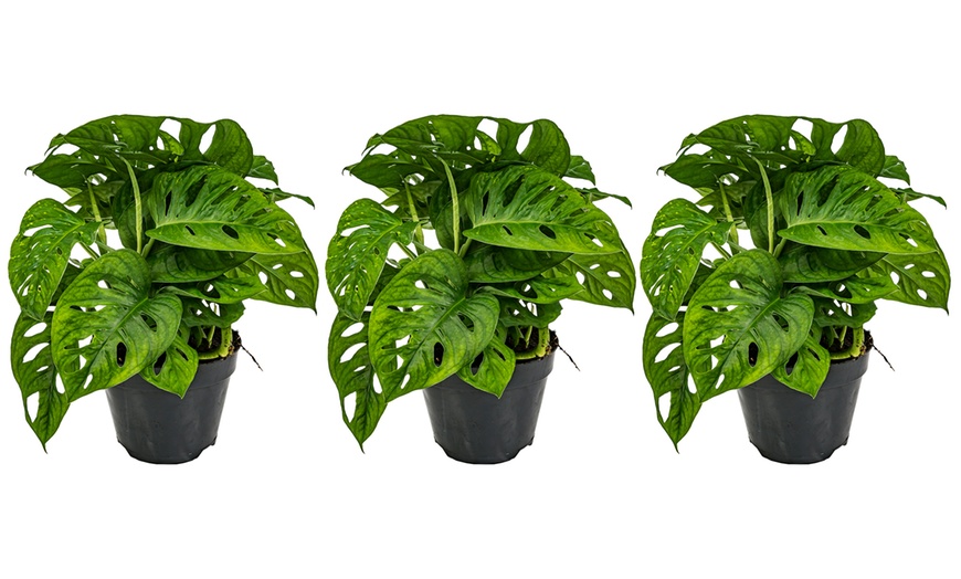 Image 7: Monstera ‘Monkey Mask’ Plants