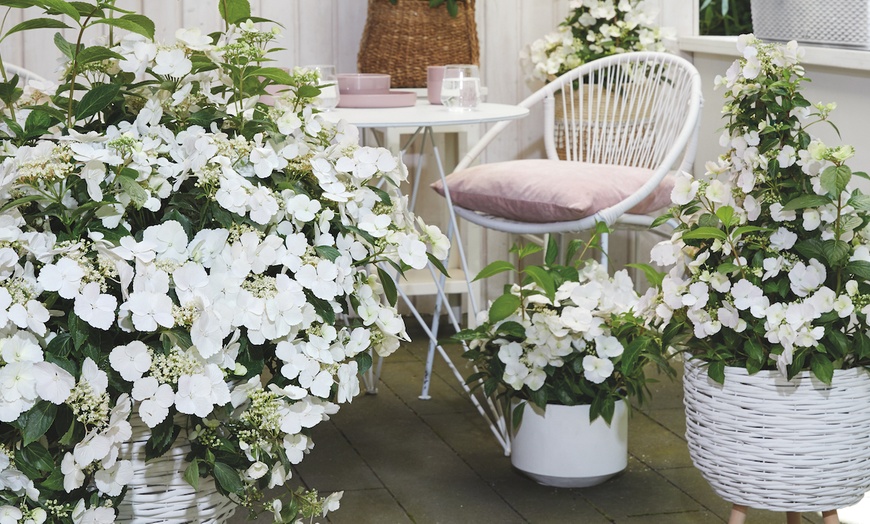 Image 1: Pack de 2 plantes d'hortensia "Runaway Bride"