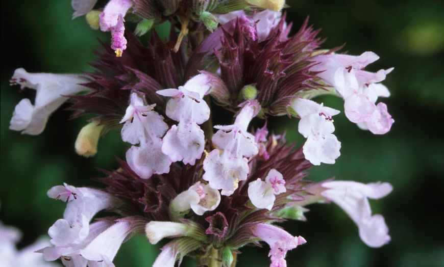 Image 1: Nepeta Plant Collection